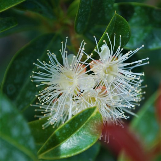 Eugenia uniflora